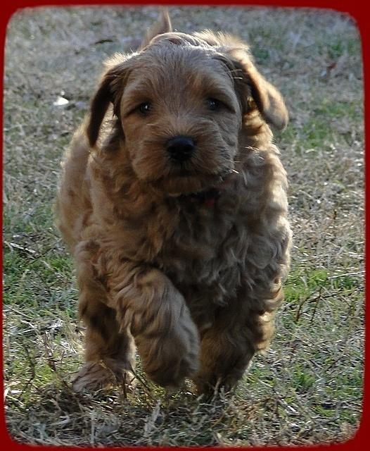 TB pups 6.5 wks old 31