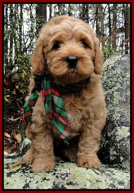 TB pups 8 wks old 1