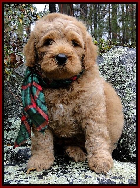 TB pups 8 wks old 2