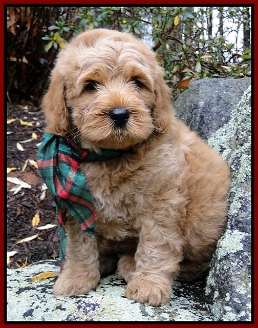 TB pups 8 wks old 3