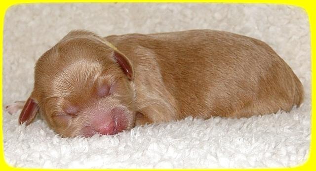 TB pups 1 day old 20