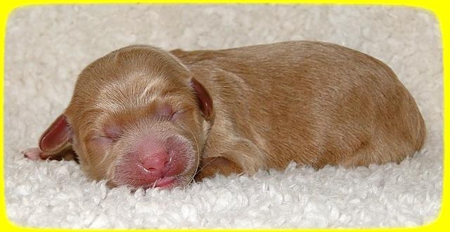 TB pups 1 day old 21