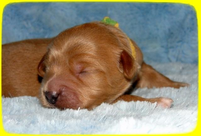 TB pups 1 wk old 30