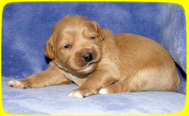 TB pups 2 wks old 19