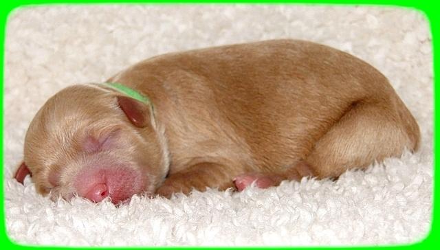 TB pups 1 day old 16