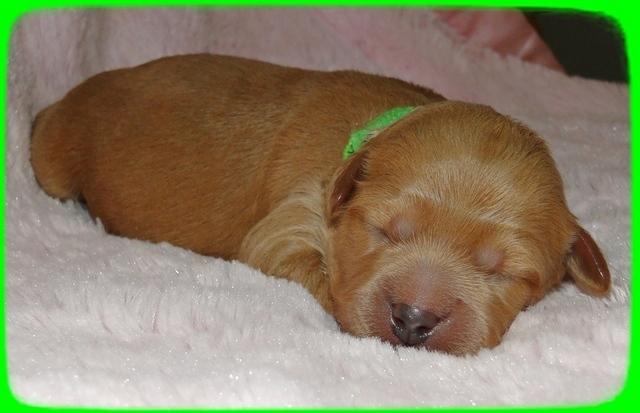 TB pups 1 wk old 9