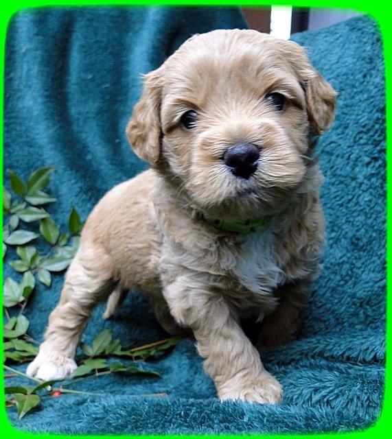 TB pups 4 wks old 48