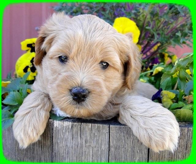 TB pups 5 wks old 16