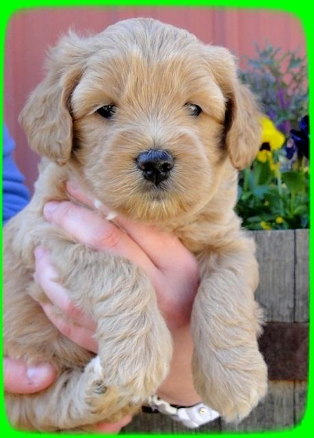 TB pups 5 wks old 18