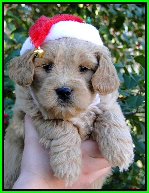 TB pups 6 wks old 20