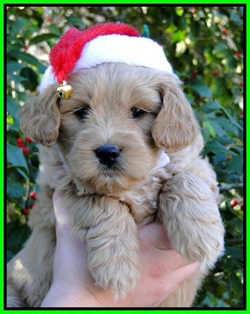 TB pups 6 wks old 21