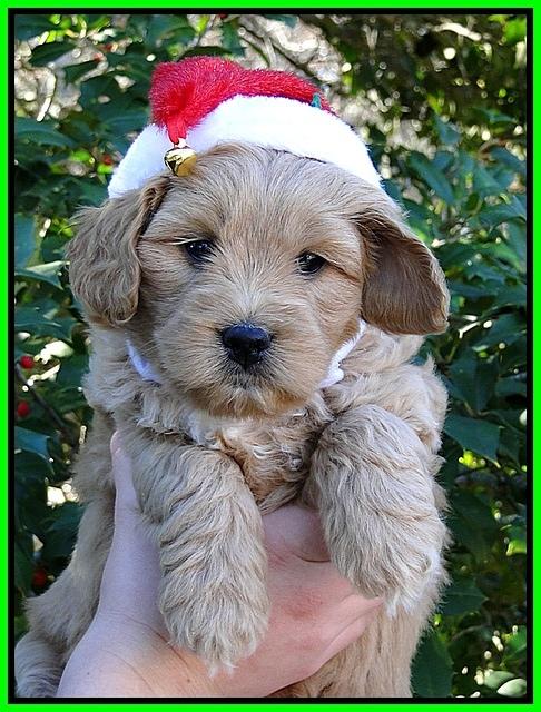 TB pups 6 wks old 22