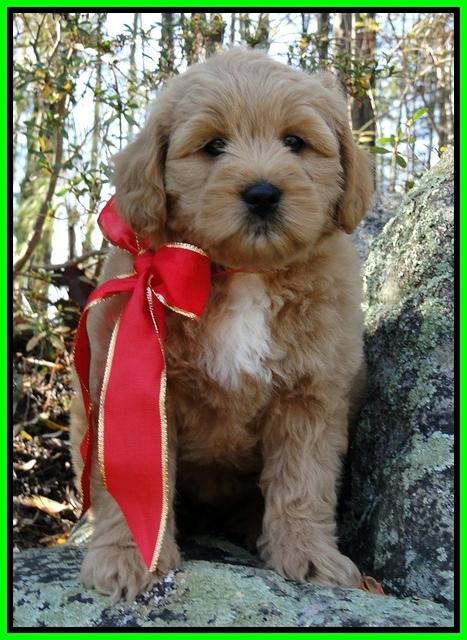 TB pups 8 wks old 21