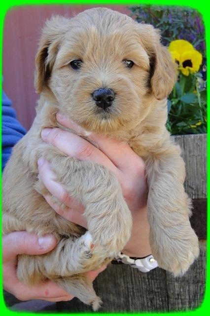 Tb pups 5 wks old 14