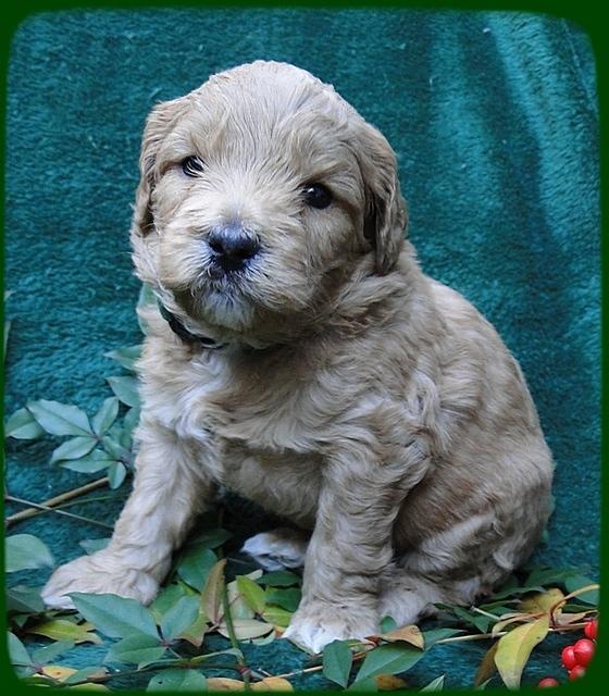 TB pups 4 wks old 4