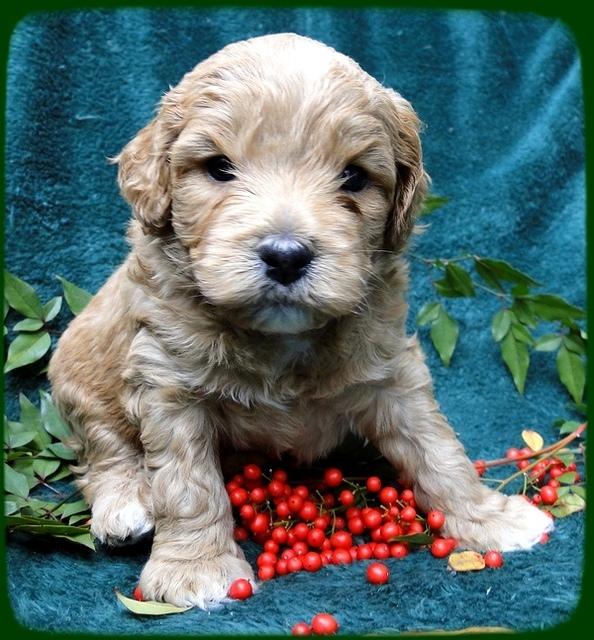 TB pups 4 wks old 40