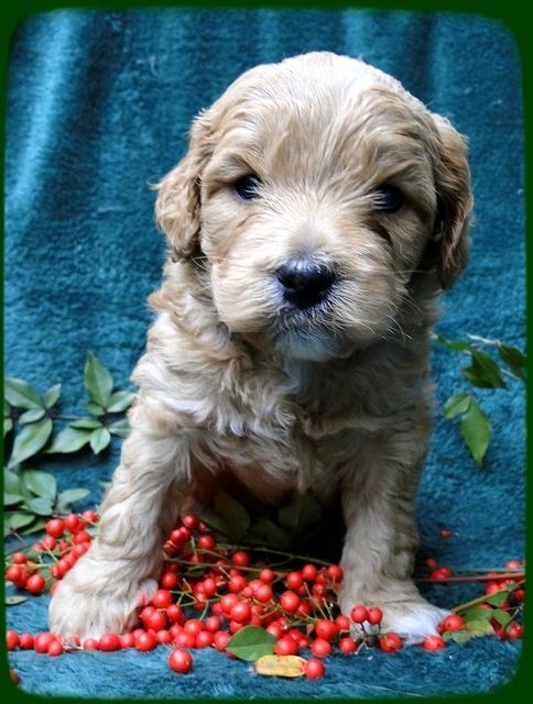 TB pups 4 wks old 41