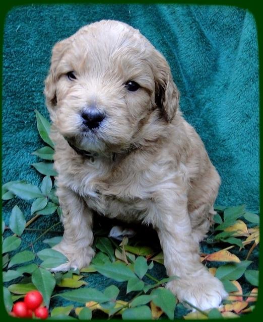 TB pups 4 wks old 5