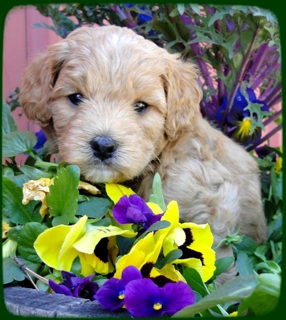 TB pups 5 wks old 30