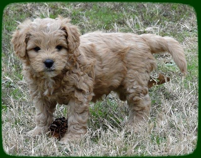 TB pups 6.5 wks old 2