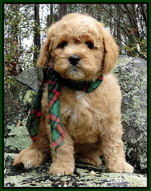 TB pups 8 wks old 12