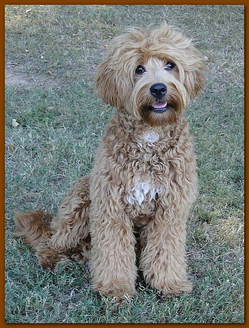 Tia new groom 8 mos old 002