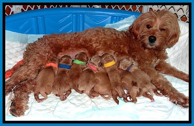 TB newborn group 51
