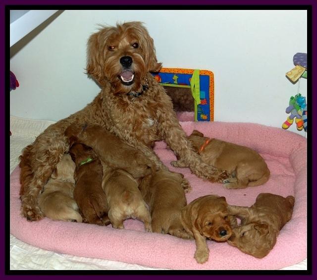 TB pups 3 wks old 1111