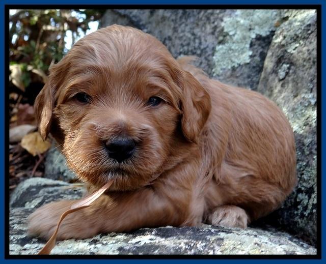 TB pups 3 wks old 51