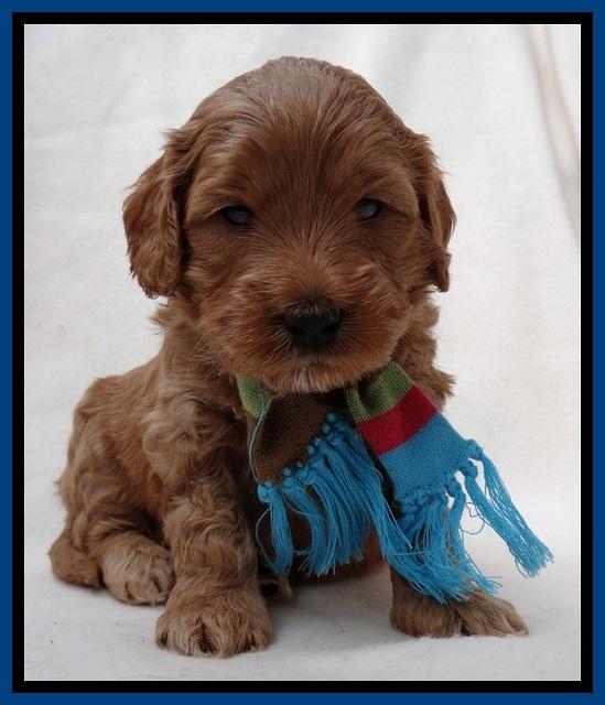 TB pups 4 wks old 241