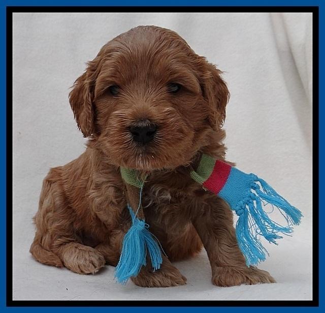 TB pups 4 wks old 251