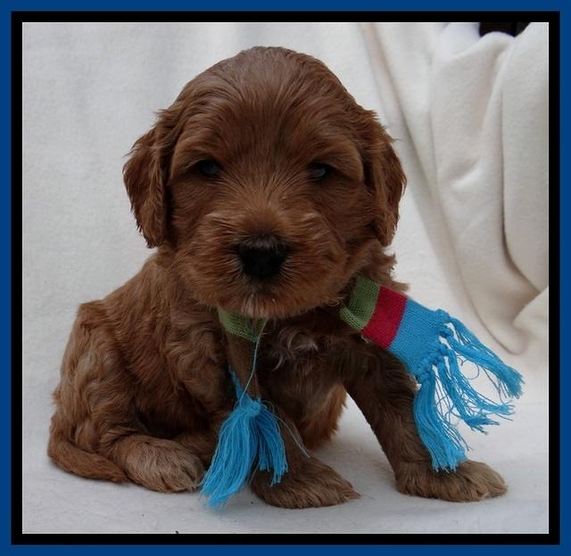 TB pups 4 wks old 261