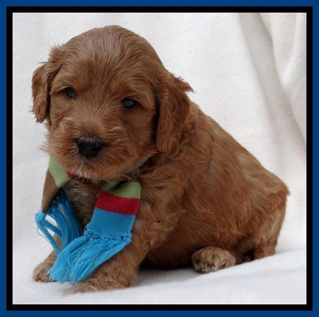 TB pups 4 wks old 271