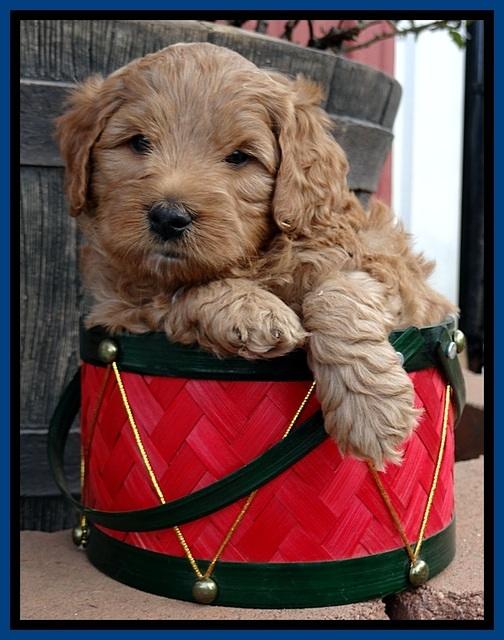 TB pups 5 wks old 131