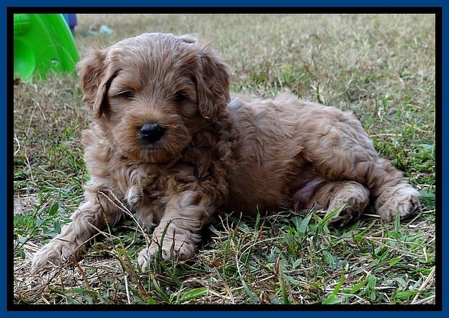 TB pups 5 wks old 141