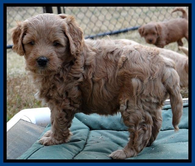 TB pups 5 wks old 161