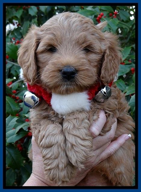 TB pups 6 weeks old 271