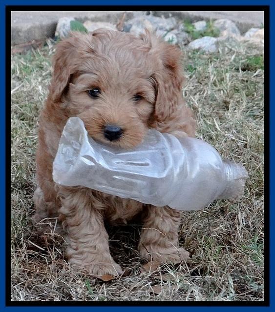 TB pups 6.5 wks old 21