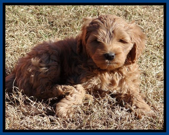 TB pups 6.5 wks old 3100