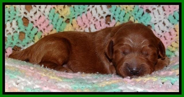TB pups 2 wks old 131