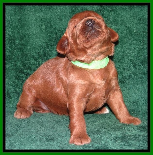 TB pups 2 wks old 222