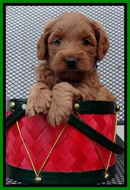 TB pups 5 wks old 241