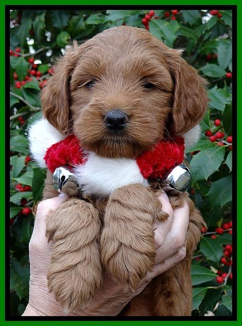 TB pups 6 weeks old 601