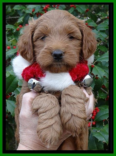 TB pups 6 weeks old 611