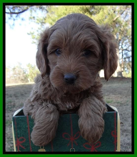 TB pups 7 wks old 161
