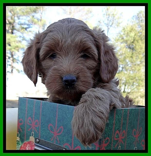 TB pups 7 wks old 181