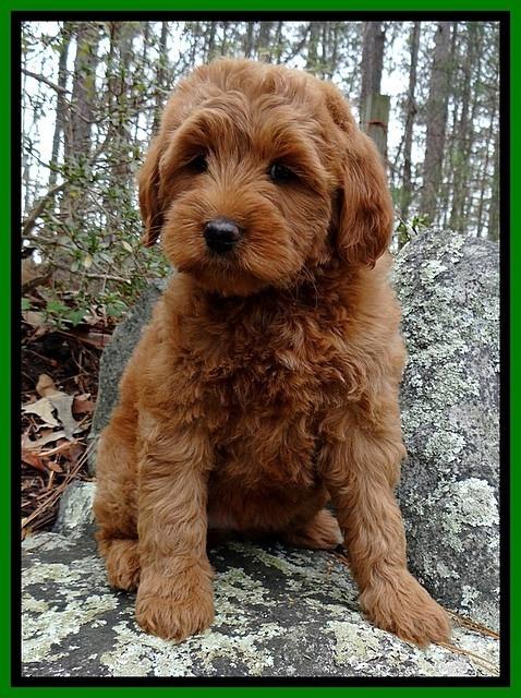 TB pups 9 wks old 71