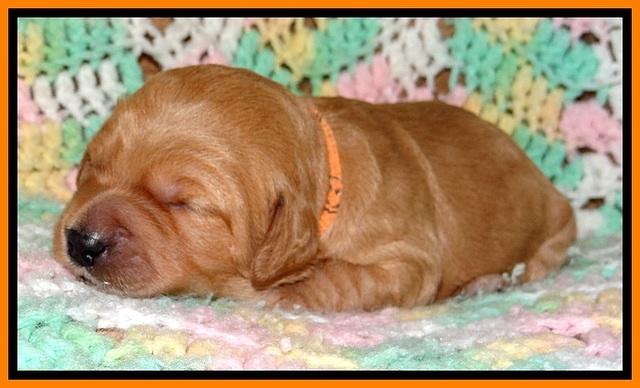 TB pups 2 wks old 201