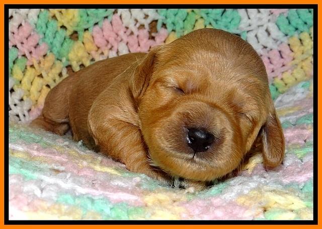 TB pups 2 wks old 211