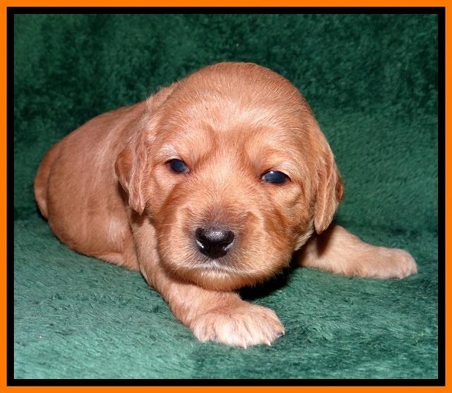 TB pups 2 wks old 262